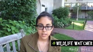 Jane's Traffic Stop Introduces Wildlife Watcher Mady Eori