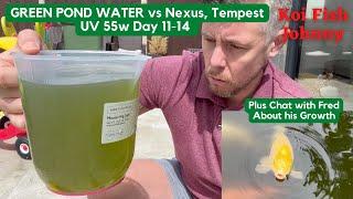 Koi Fish Johnny Ep49 | Tempest, Nexus 220 and UV55 vs Green Pond Water day 11-14 will it be clear