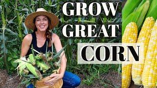 9 Tips for Growing Corn at Home 