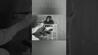 #chimpanzee #baby #experiment #varshilozics