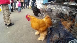 Unique Giant Roosters and Hens: Beasts & Beauties at Zoo Market at Kurenivka in Kyiv, Ukraine.