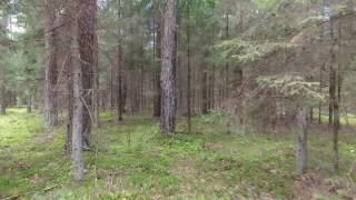 Flight Between Trees In Forest 4 - cutestockfootage.com