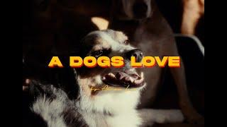 Shot on Sony FX3 - A Dogs Love