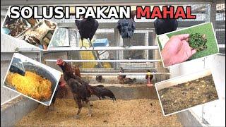 7 Pakan Alternatif untuk Ternak Ayam Kampung