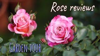 Roses in my garden Rose reviews. David Austin, Kordes, Tantau, Barni, Meilland, Rawlins.