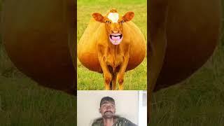 rotee_lao_re___pani_lao_re_#funny_#animaldance_#funnycow_#cowcow_