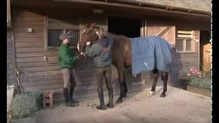 How to clip a horse with Horse and Hound - Expert tips