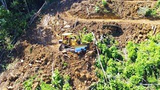 Insane Work!  Caterpillar D6R XL Bulldozer Clearing Wood and Forest for People's Plantation