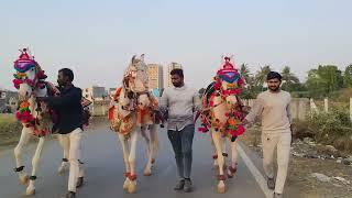 horse video #horsevideo - kathiyawadi horse - Marwari horse