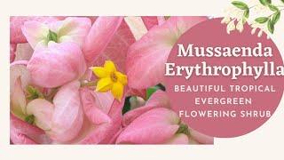 Mussaenda - Beautiful flowering shrub/tree