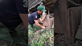 video short yos hav zoov cuab plis #animal #hunting #yoshavzoov #huntingbus #เดินป่า #happyhunting