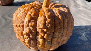 Black Futsu Squash | Flowing Ingredient Show