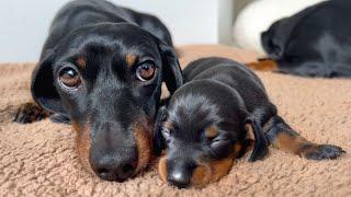 Grandma Loulou is with her grandchildren. 3 generations of Mini Dachshunds.