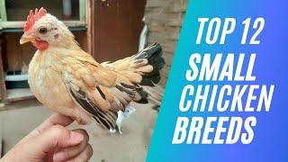 Top 12 Small Chicken Breed For Pets or Eggs