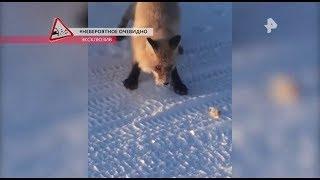 "ВОДИТЬ ПО-РУССКИ" (720) РенТВ. Выпуск от 21.01.19. Водитель! Не нарушай правила!