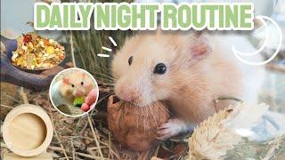 Hamster's Daily Night Routine!  - Collab w/ @TheHamsterRoom