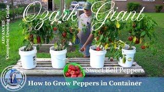 How to Grow Peppers in Containers (PROGRESSION) Growing Guide