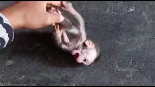 Baby Momkey Playing #babymonkey #monkey #monkeybaby #monpai #monkeylove