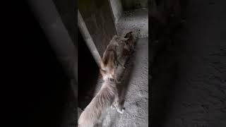 3 dogs   are about to mate #sub #foryou #fyp #mating #short#viral#trending #tiktok #très_drôle_2022