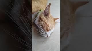 #funnyvideos #prank #cat #dog #chien #animalsoftiktok #ypf #viral #pet