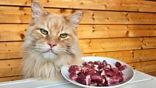 Cats Try Chicken Hearts!