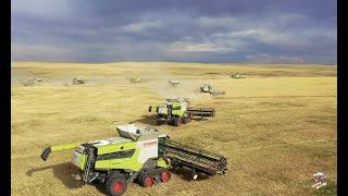 BIG TIME Colorado Wheat Harvest  12 Claas Lexion Combines