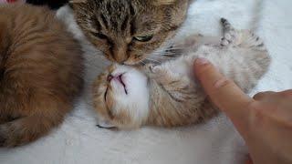 The baby kittens are so cute that the cats and owner fight over them...