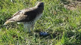 Red-tailed Hawk Eating up close in Brooklyn.