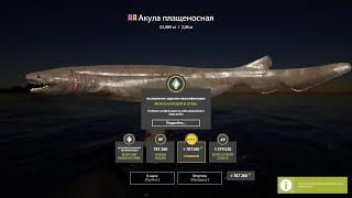 Акула плащеносная, трофей - Русская Рыбалка 4 | Russian Fishing 4