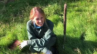 How to make a perennial flower meadow (in a small space)