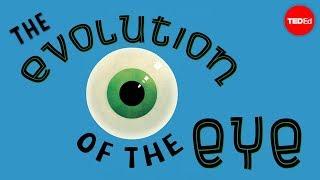 The evolution of the human eye - Joshua Harvey