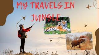 travel in jungle,  top animal pic and video  favourite dish