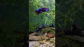 Betta fish in a planted setup#trending #fish #hobbist #betta #animal ||something fishy