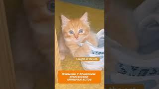 Как коты готовы разгромить новогодний праздник!