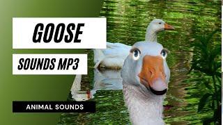 goose sounds mp3 - goose sounds | free sound effects | animal sounds