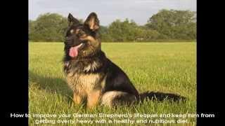 Rescue German Shepherd How