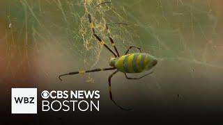 Flying Joro spider spotted in Massachusetts for first time