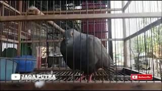 Burung MERPATER || Silangan Merpati X Puter