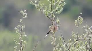 Short Common linnet song