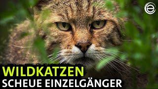 Wildkatzen ‒ Versteckt in Deutschlands Wäldern | Erlebnis Erde