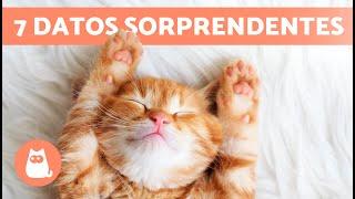 7 CURIOSIDADES sobre los GATOS NARANJAS 