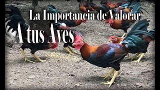 La importancia de valorar a tus aves