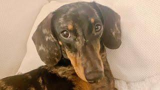 MINI DACHSHUND SUFFERS FROM INSOMNIA AND GETS INTO MISCHIEF