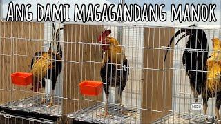 International Gamefowl Festival and Philippine Pet Expo 2024 dami mga baby pullets baby stags