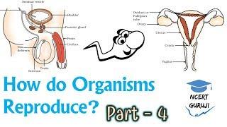 How do Organisms Reproduce : Part 4 | NCERT Guruji