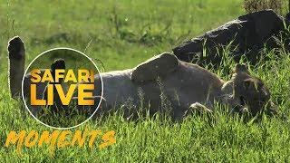 Mara Lioness Teases Male Lion With Mating Advances