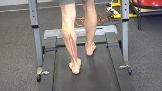Muscle Activity During the Gait Cycle