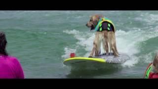 Unleashed by Petco Imperial Beach Surf Dog Competition Highlights