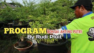 Program Perantingan Bonsai Anting Putri Oleh Seniman Bonsai Rudi Pluit