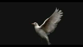 White Dove Capture Live From Phantom to GVS9000 Uncompressed HD VTR